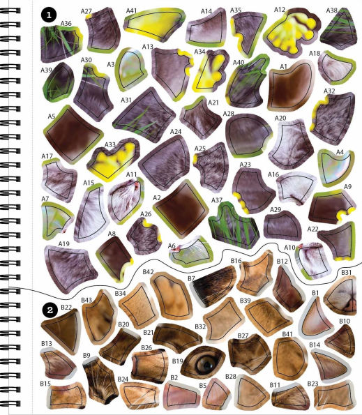 Sticker By Number All You Need is Cats(E-B00KS) DIGITAL BOOK